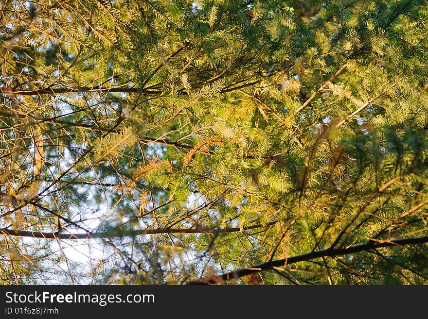 Fir in morning sun light with blue sky spots. Fir in morning sun light with blue sky spots