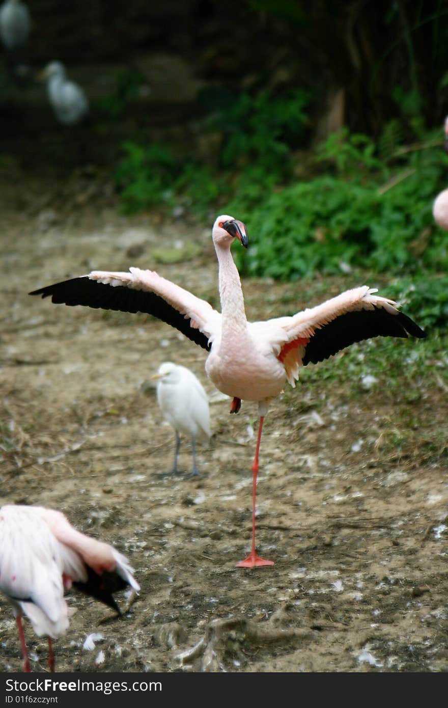 A crane is expanding the wings