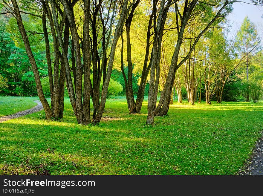 Sunlight rays in the forest. Sunlight rays in the forest