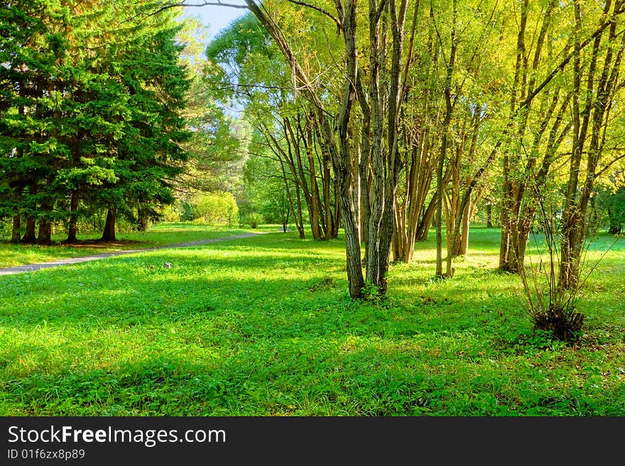 Sunlight rays in the forest. Sunlight rays in the forest