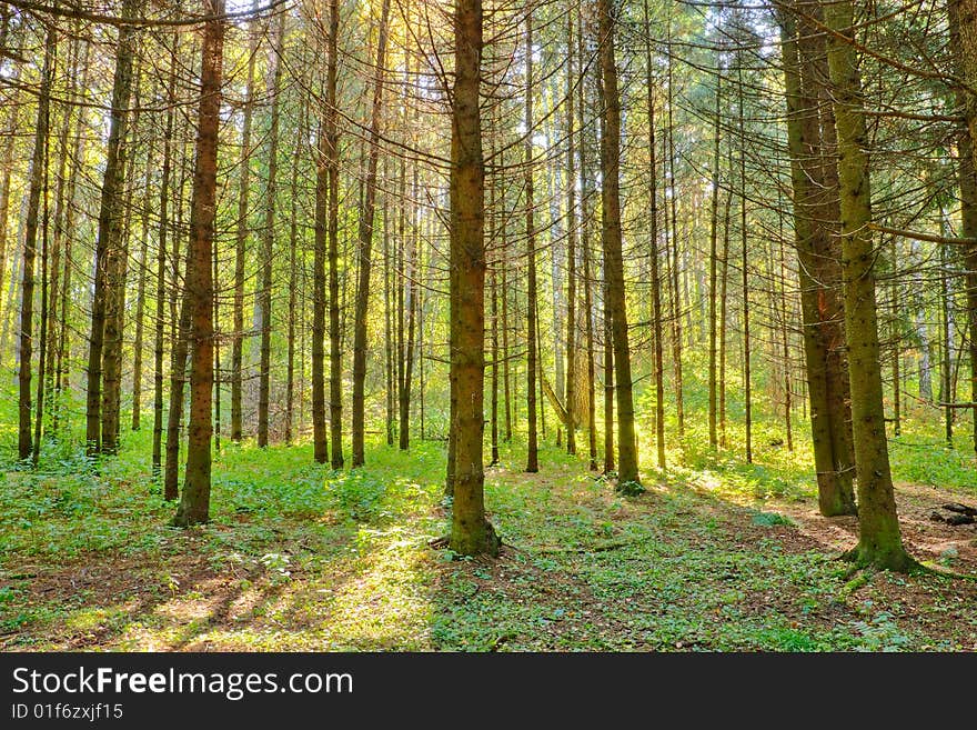 Sunlight rays in the forest