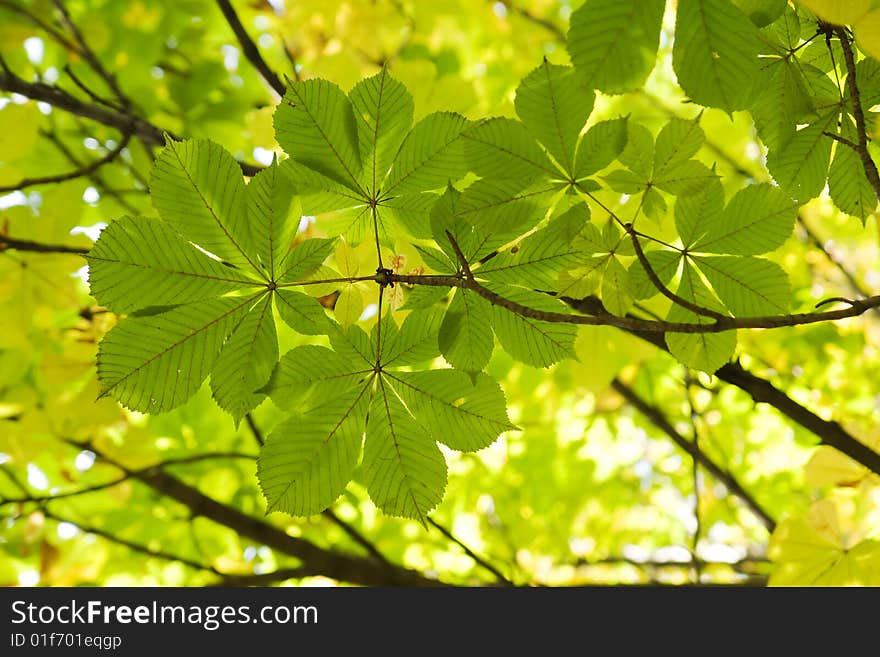 Chestnut leaves in sun rays