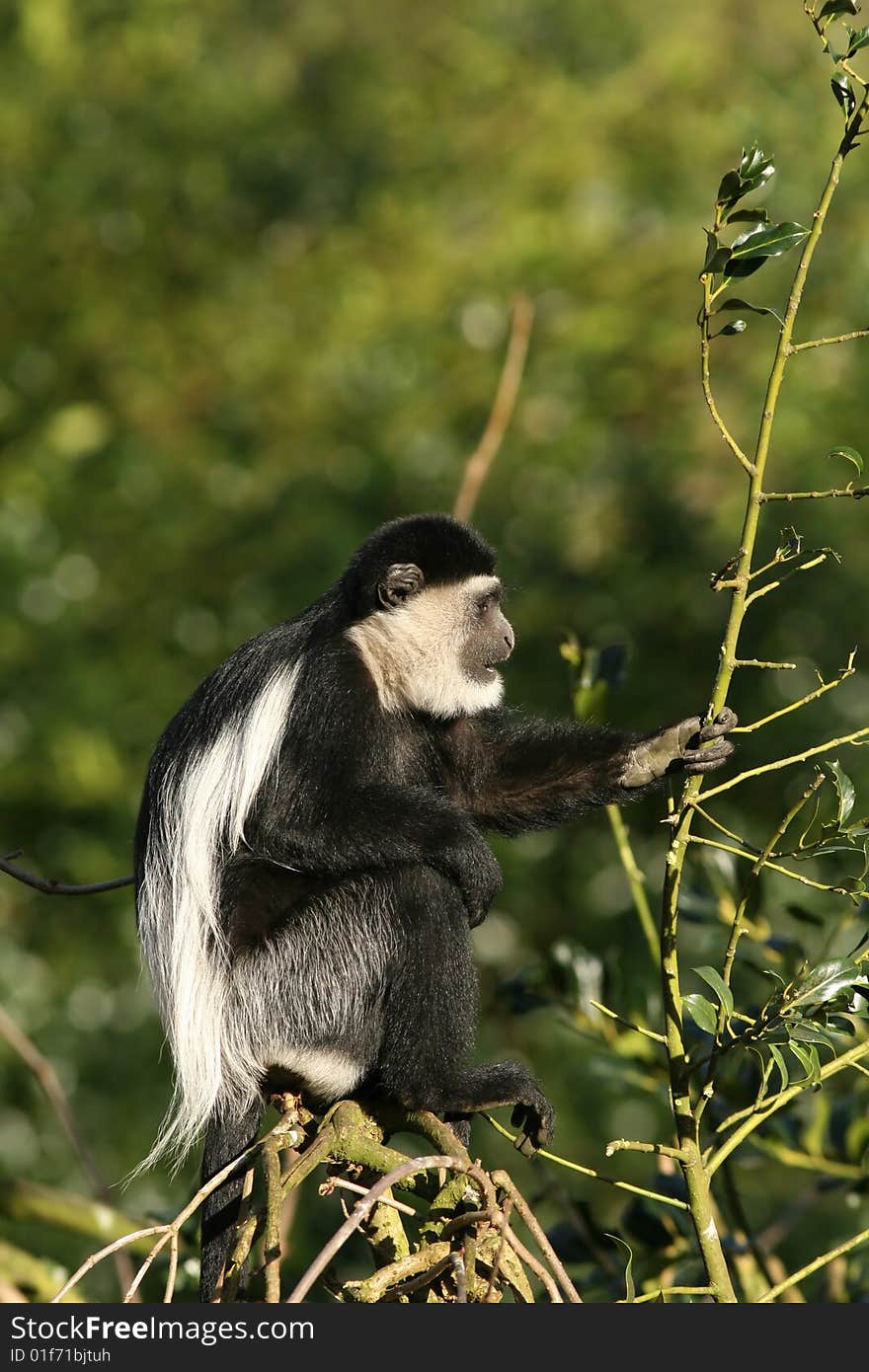 Black-and-white Colobus Monkey In A Tree