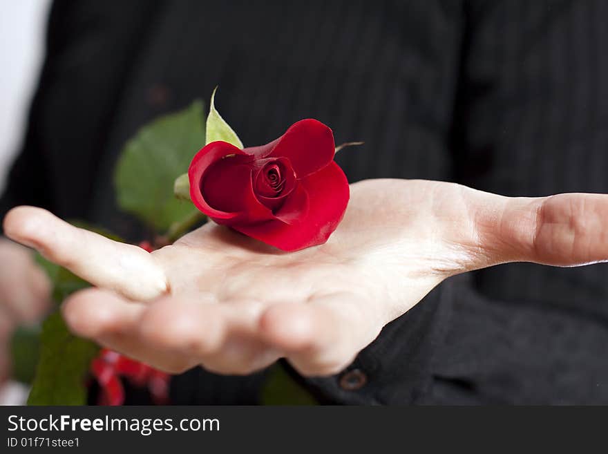 Man, holding a beautiful red rose on his open palm. Man, holding a beautiful red rose on his open palm