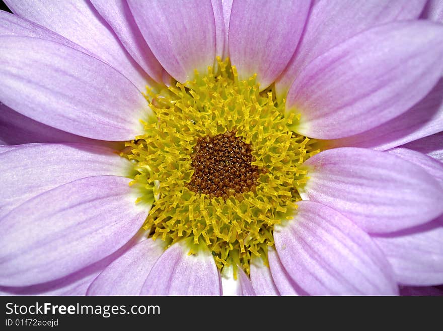 Close up daisy, high detail