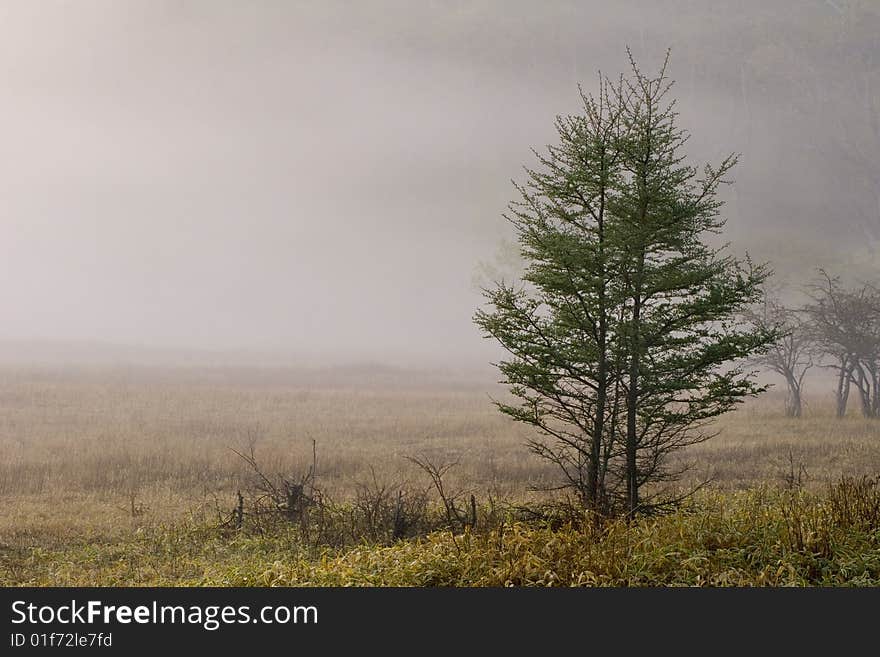 Pine Trees in Meadow