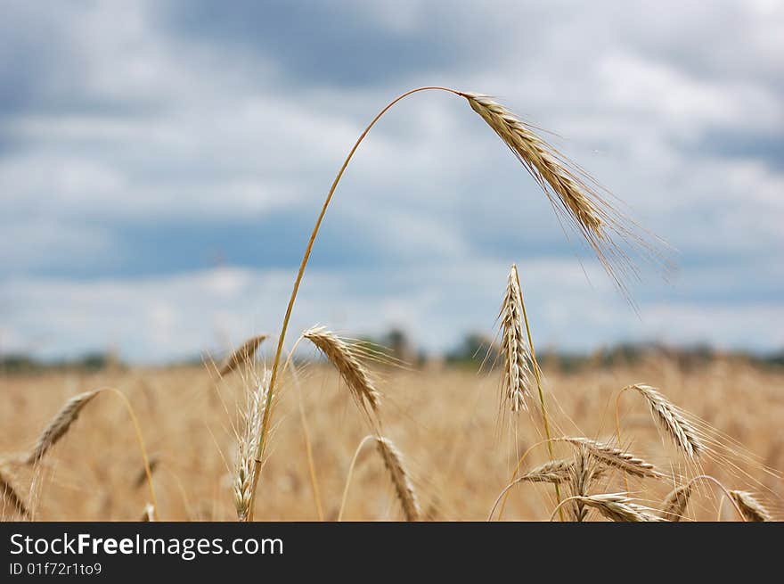 Wheaten field with clouds on a background. Wheaten field with clouds on a background