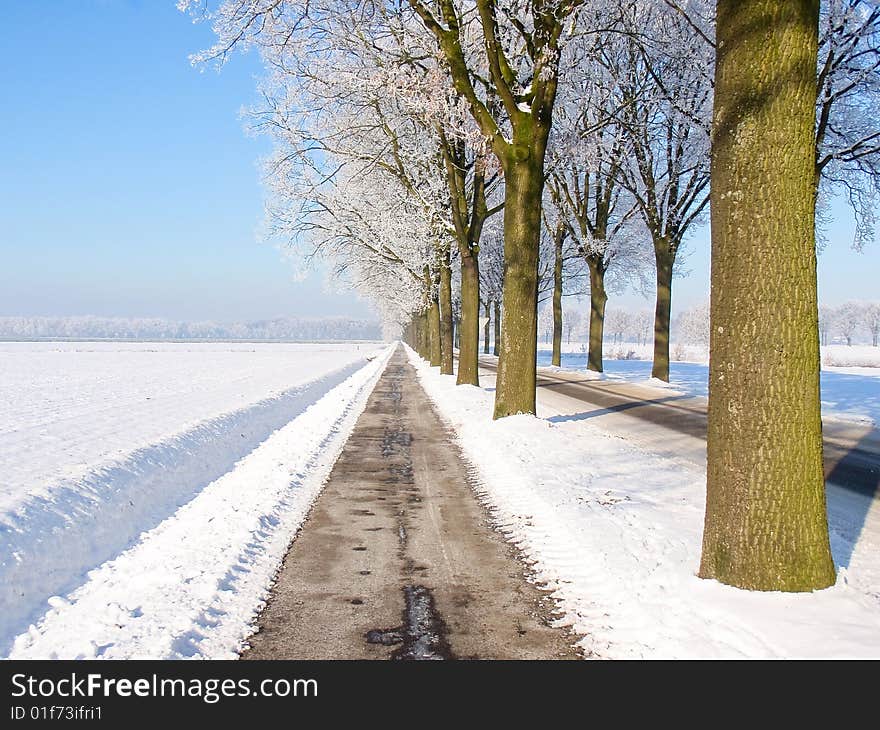 Rows Of Trees View In A  Snow Landscape