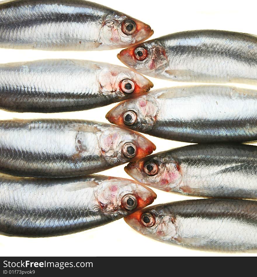 Group of sprat fish laid head to head. Group of sprat fish laid head to head