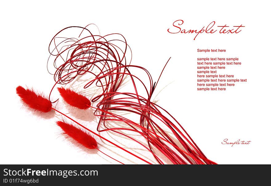 Red decoration plants isolated on white background with the text field. Red decoration plants isolated on white background with the text field