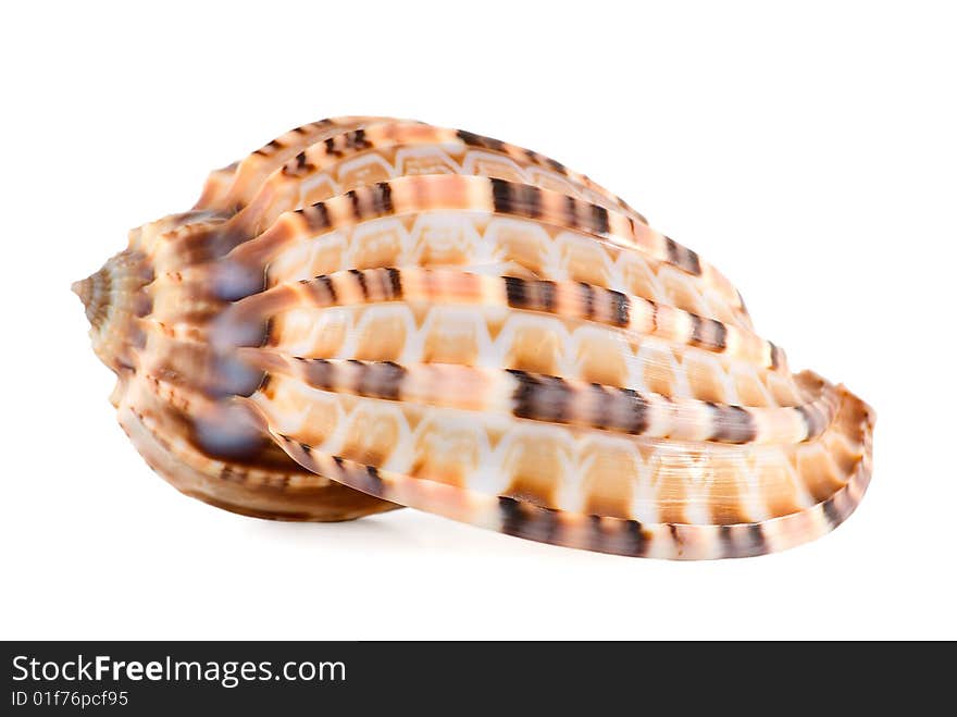 Sea shell