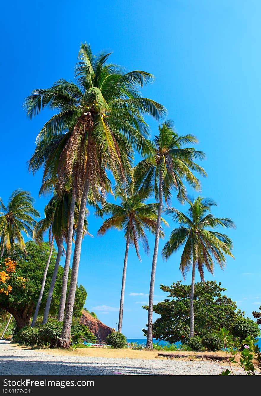 Palm on the Beach, clear sky. Palm on the Beach, clear sky