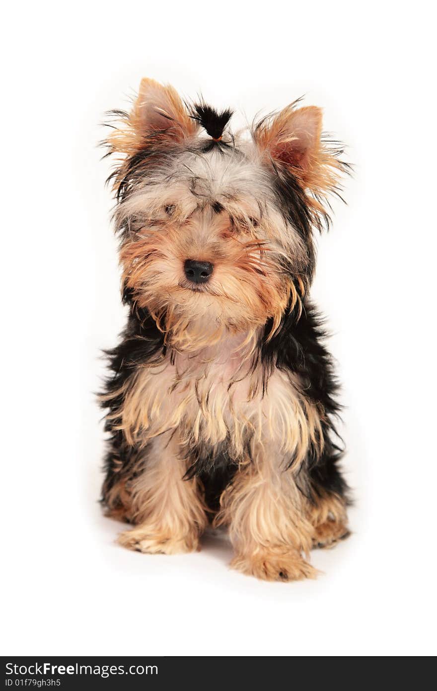 Yorkshire puppy on white background