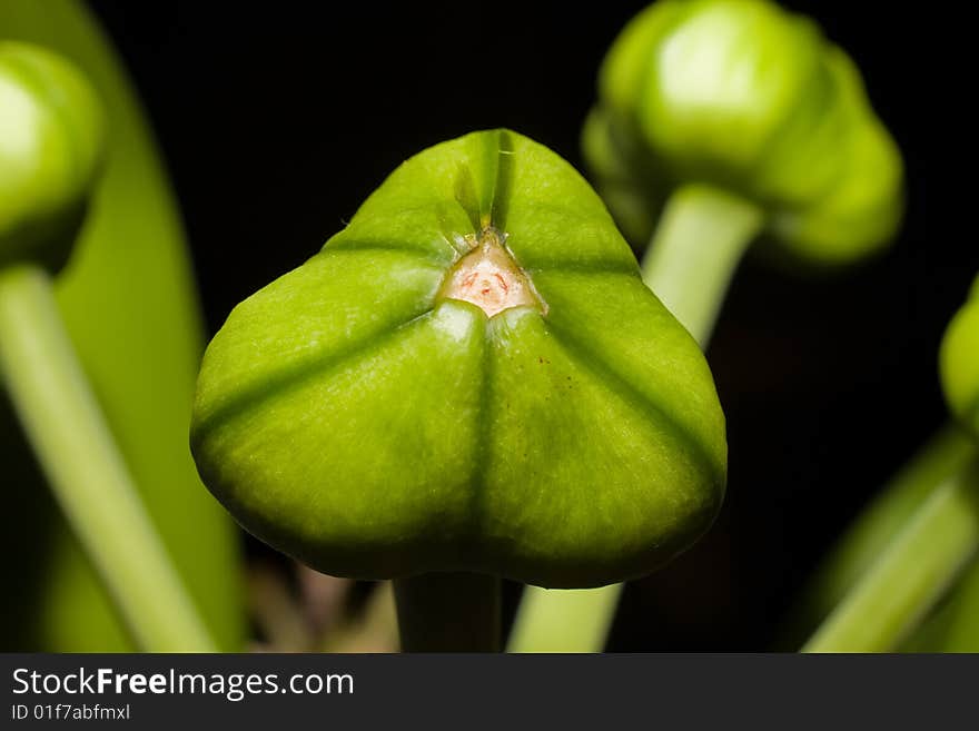 Seed Capsule