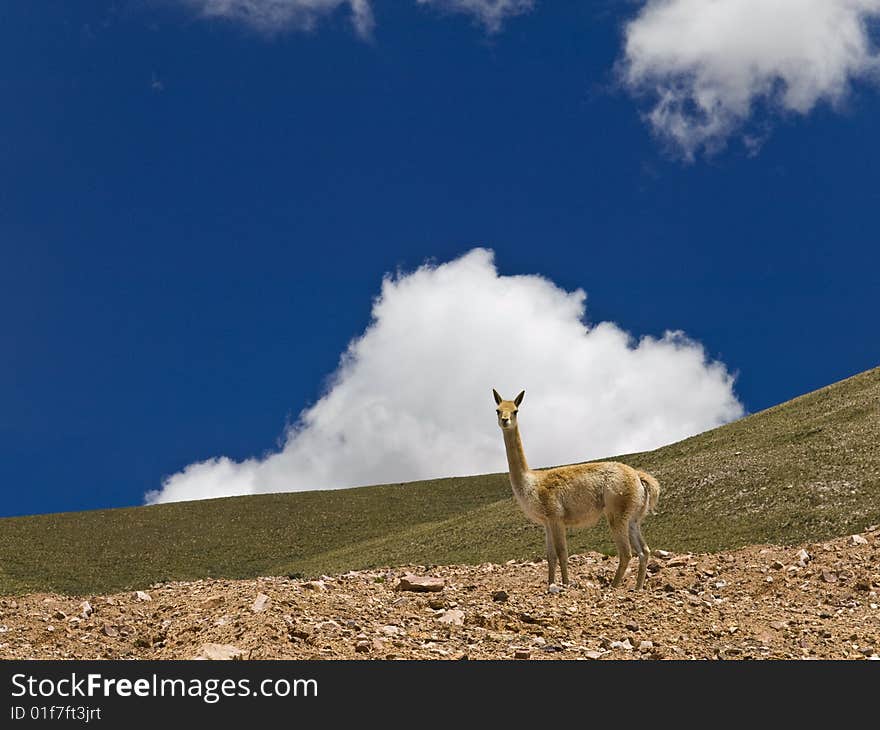 A curious lama in a dry landscape. A curious lama in a dry landscape.