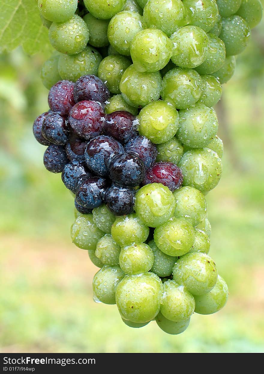 Ripening grapes after a summer rain. First parts are changing color from green to blue.