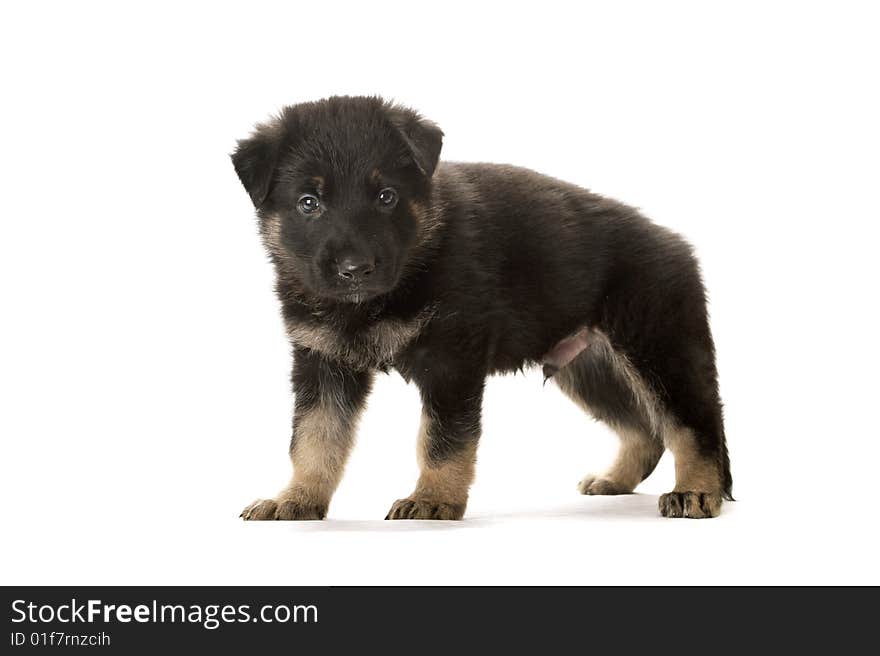 The sheep-dog puppy on a white background