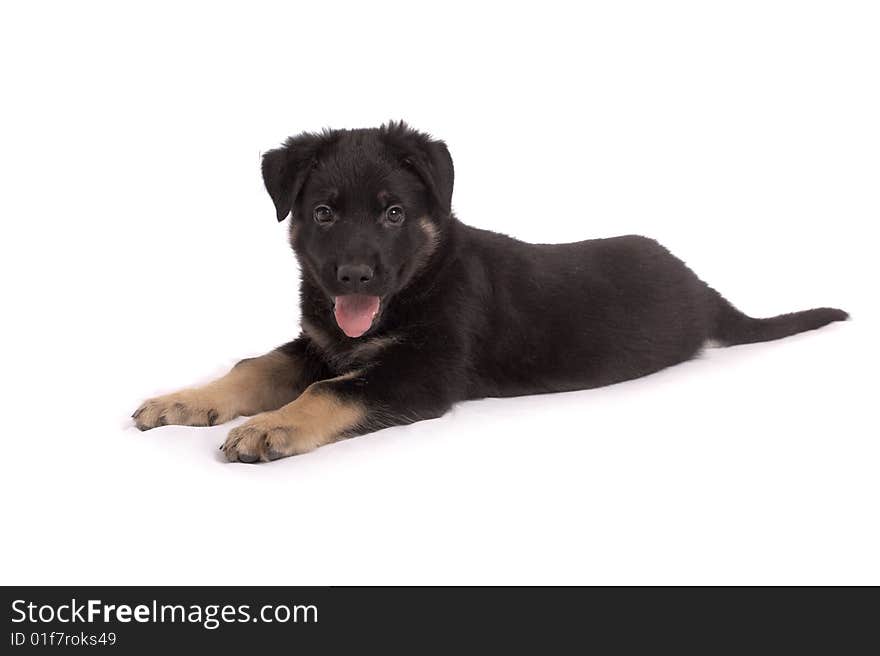 The sheep-dog puppy on a white background