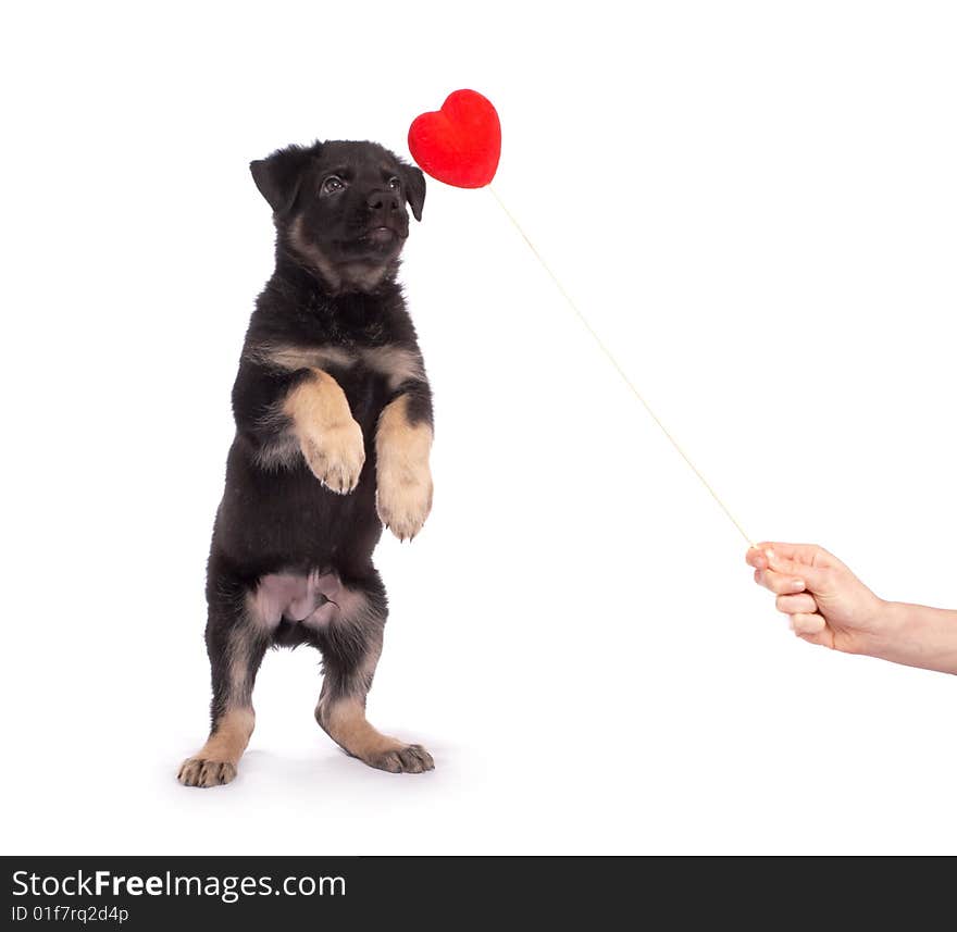 The puppy jumps on a white background