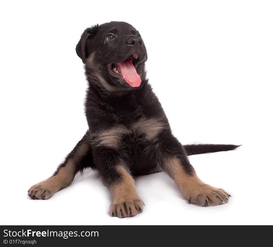 The sheep-dog puppy on a white background