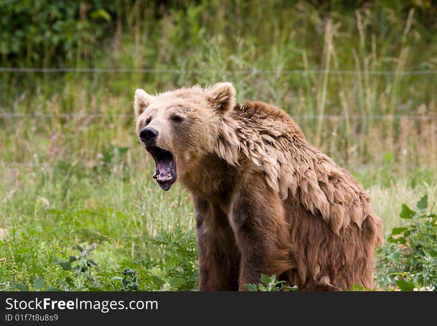 Angry Bear