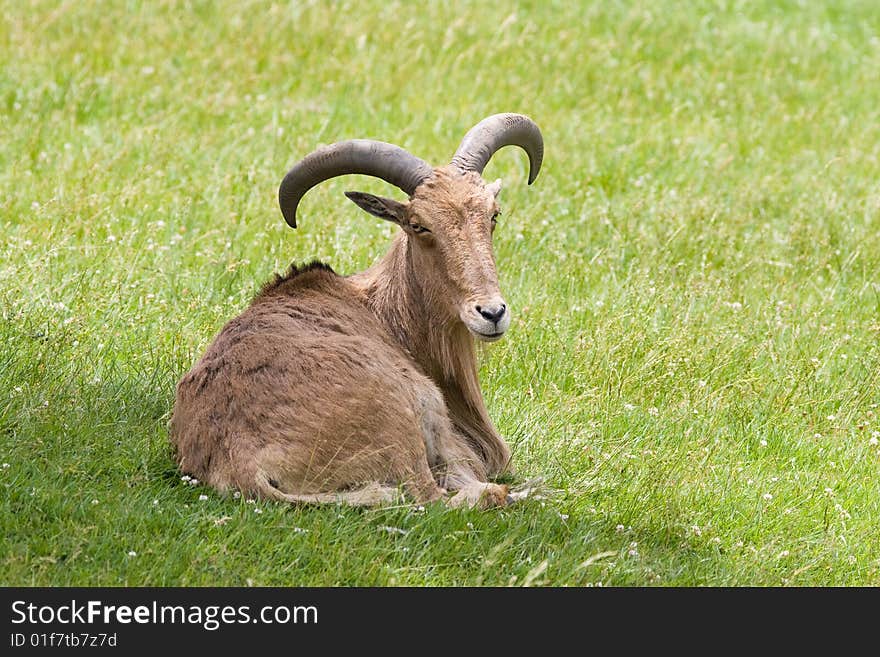 Billy Goat Resting