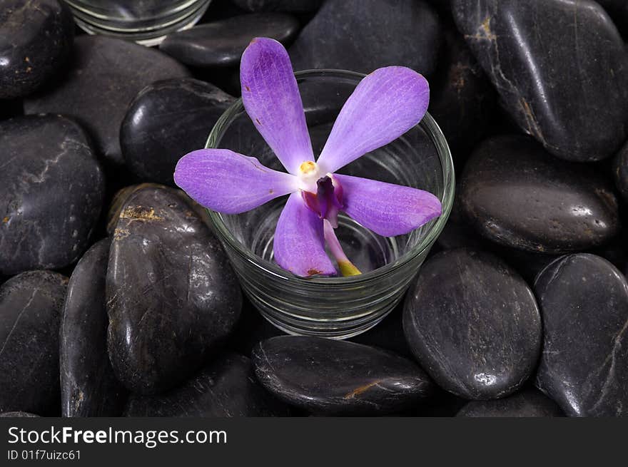 Beautiful flower and black stone. Beautiful flower and black stone