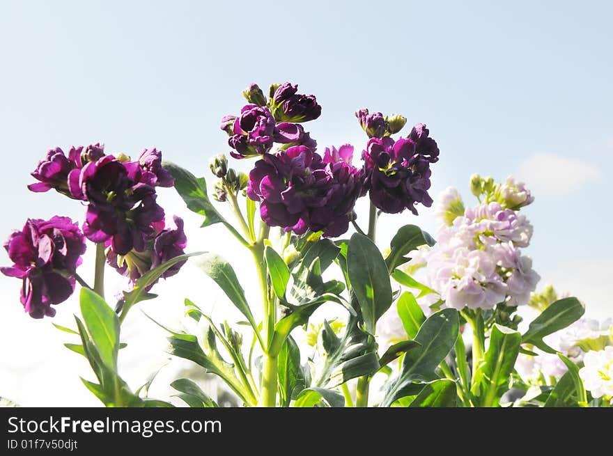 The violet flower in spring