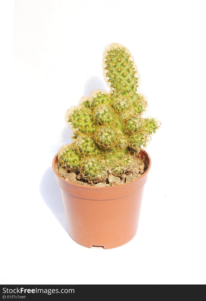 The succulant cacti in a plastic garden pot with white background. The succulant cacti in a plastic garden pot with white background.