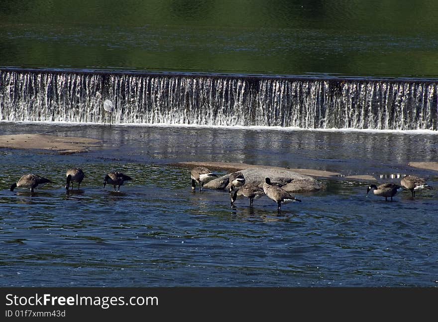 Geese eating at the river falls. Geese eating at the river falls.