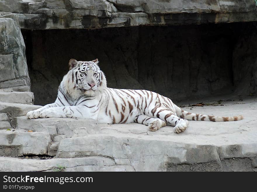 There was a white tiger lying on a rock,its face toward the camera.