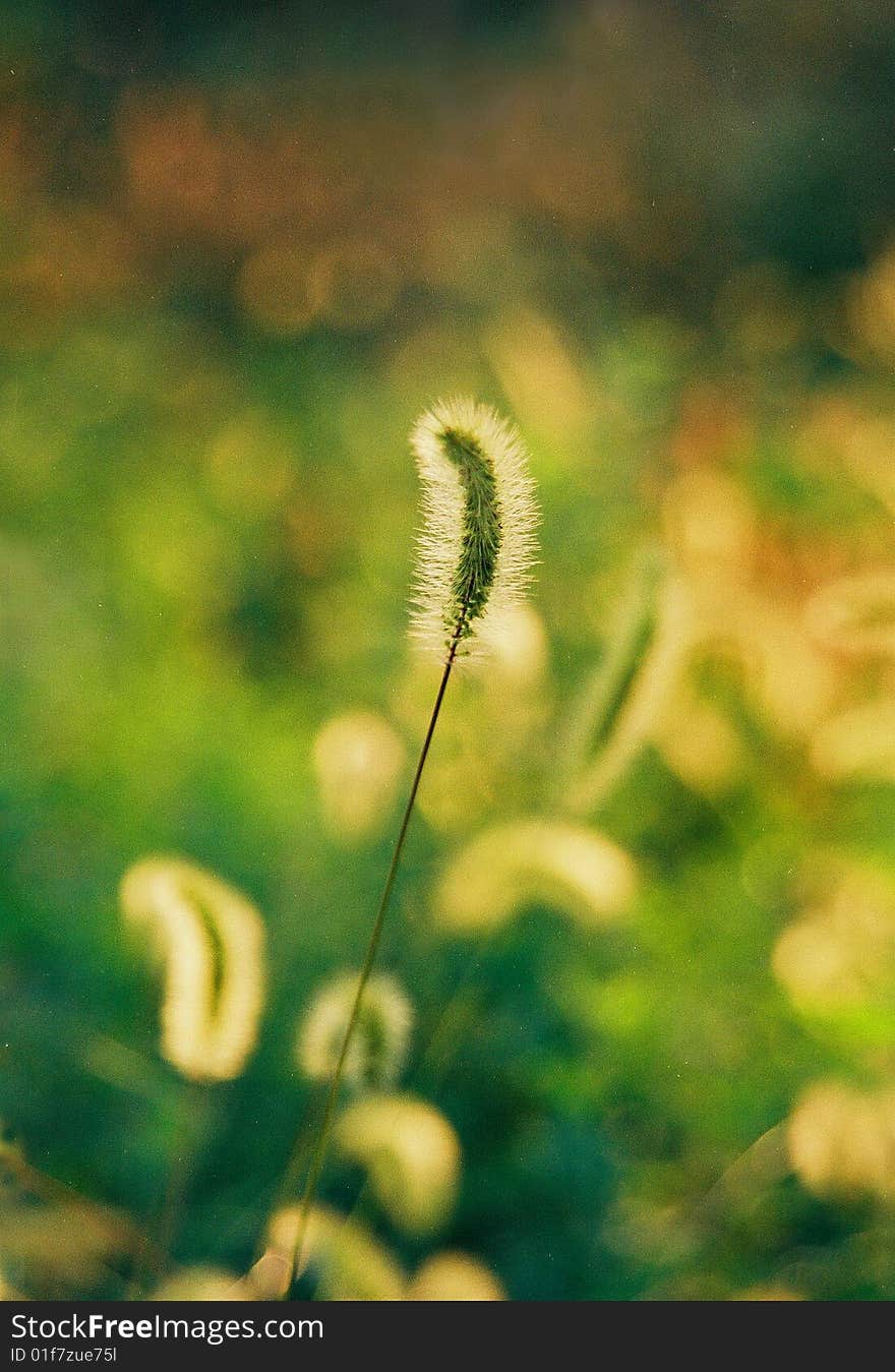 Asian Oriental plant growth in China, the land of the dog's tail grass