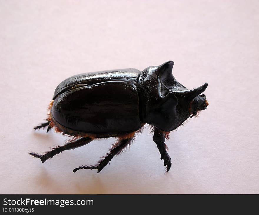 Huge And Hairy Beetle