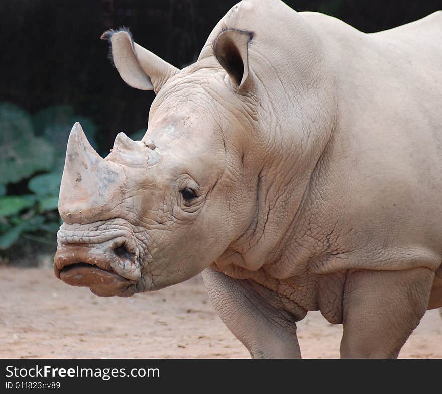 There was a rhino standing there，this is its head.