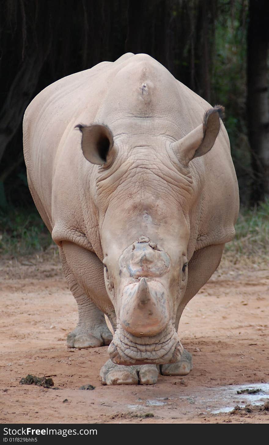 Rhino