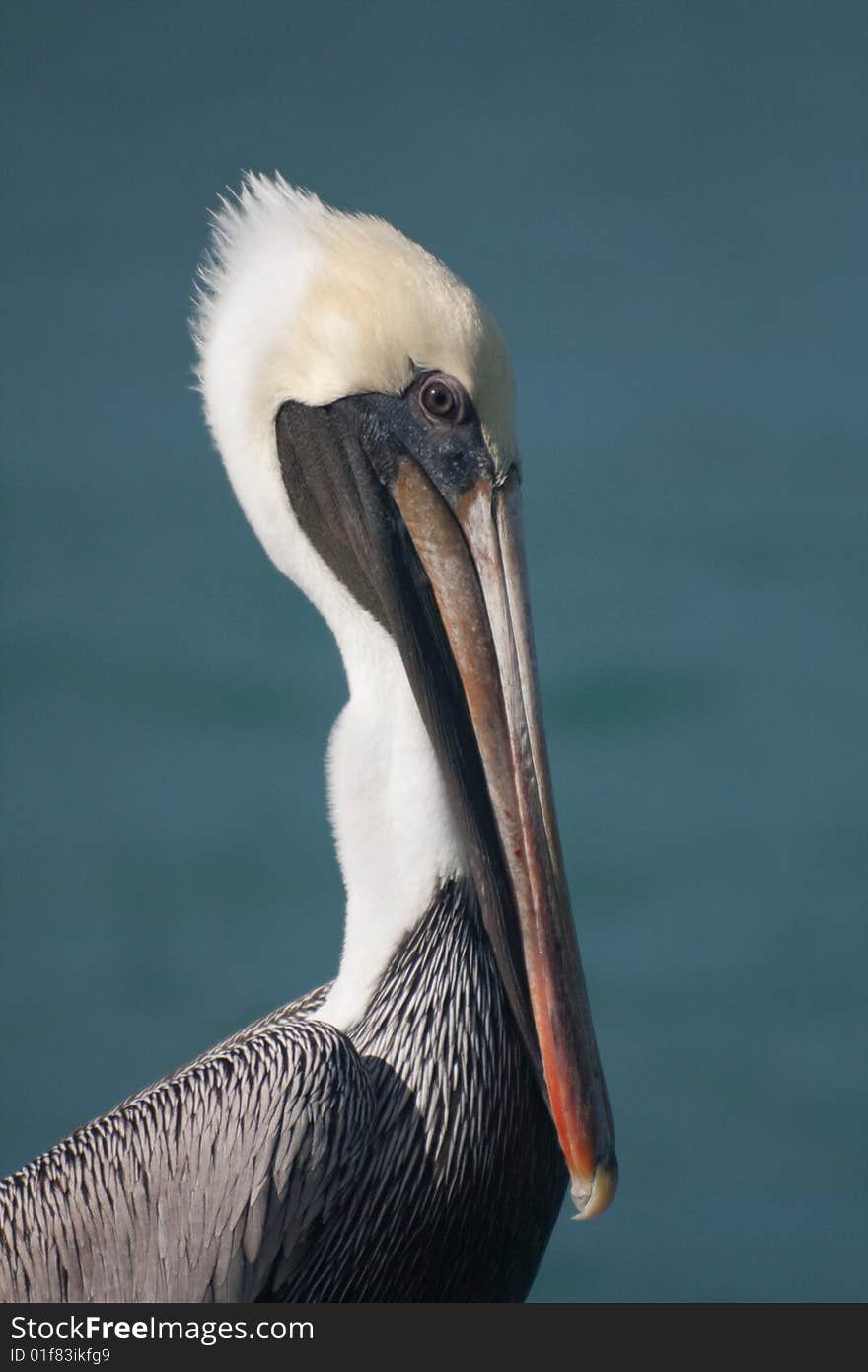 Pelican