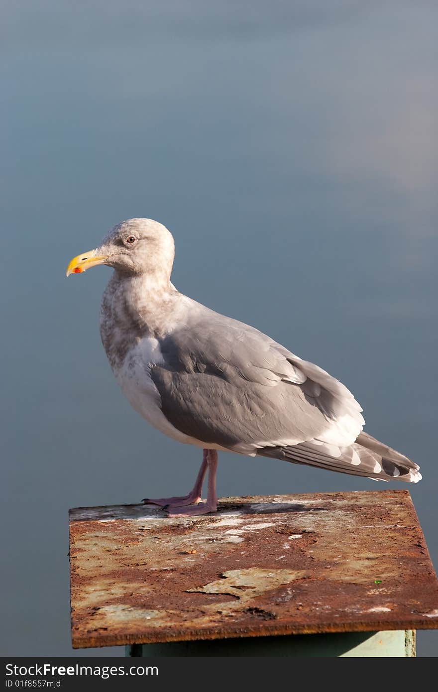 Seagull