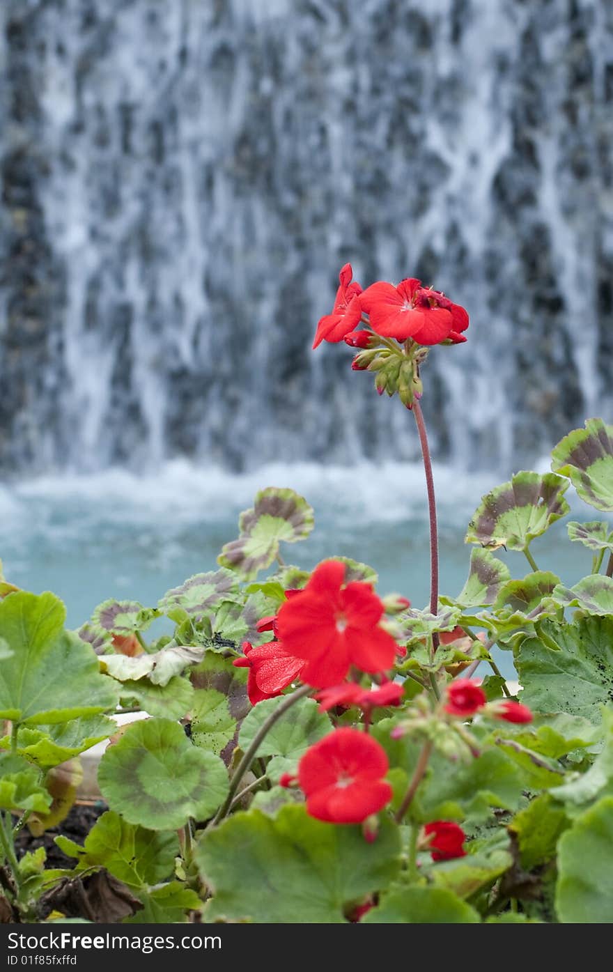 Red Flowers with Waterfall with water fall in the back