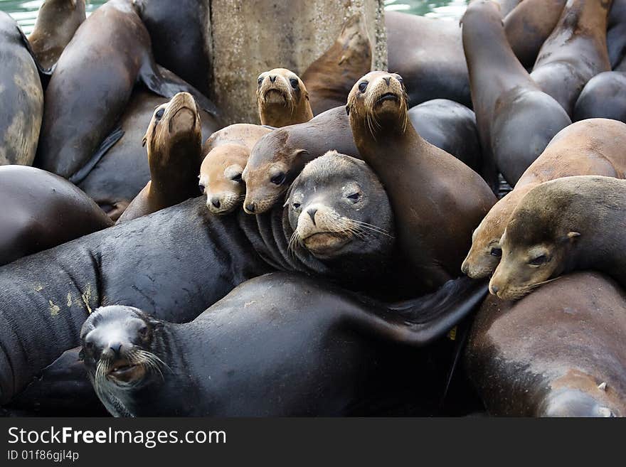 Sealion family sleepng on a pier. Sealion family sleepng on a pier