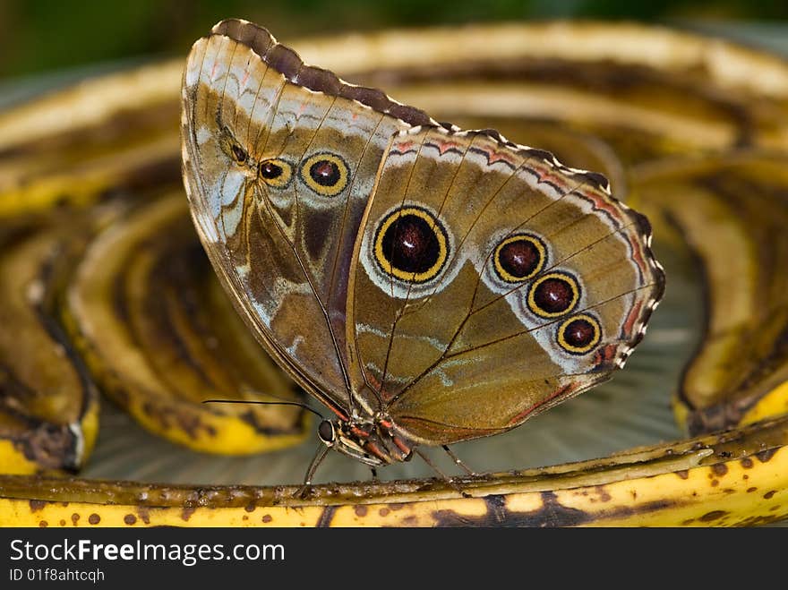 Blue Morpho butterfly