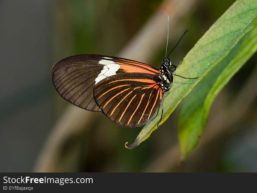 Piano Key Butterfly (Heliconius Melpomene).