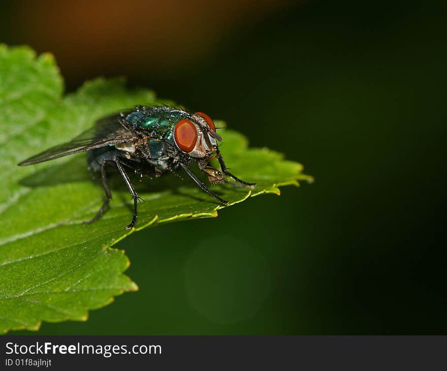 Fly on leaf