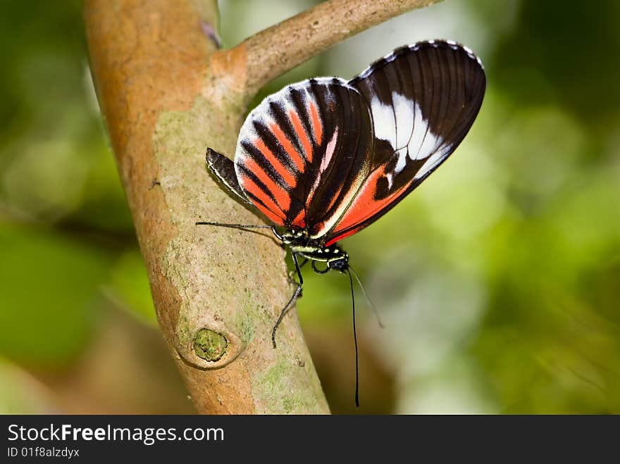 Closeup of a Piano Key butterflies (Heliconius melpomene).

Butterfly Lightbox:
http://www.dreamstime.com/lightbox_det.php?id=287094. Closeup of a Piano Key butterflies (Heliconius melpomene).

Butterfly Lightbox:
http://www.dreamstime.com/lightbox_det.php?id=287094