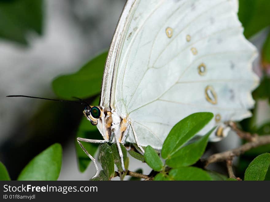 Closeup of a White Morpho (Morpho polyphemus) is a white tropical butterfly of Mexico, Central America and the West Indies. Butterfly Lightbox:. Closeup of a White Morpho (Morpho polyphemus) is a white tropical butterfly of Mexico, Central America and the West Indies. Butterfly Lightbox: