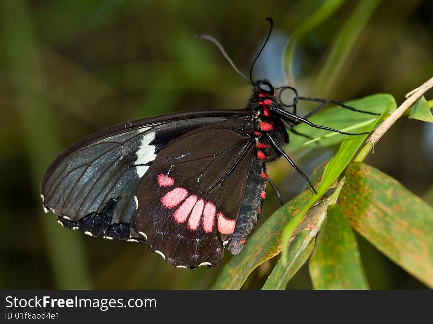 Closeup Butterfly