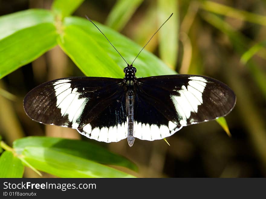 Closeup of a Cyndo Longwing Butterfly (Heliconius cyndo) from Costa Rica.

Butterfly Lightbox:
http://www.dreamstime.com/lightbox_det.php?id=287094. Closeup of a Cyndo Longwing Butterfly (Heliconius cyndo) from Costa Rica.

Butterfly Lightbox:
http://www.dreamstime.com/lightbox_det.php?id=287094