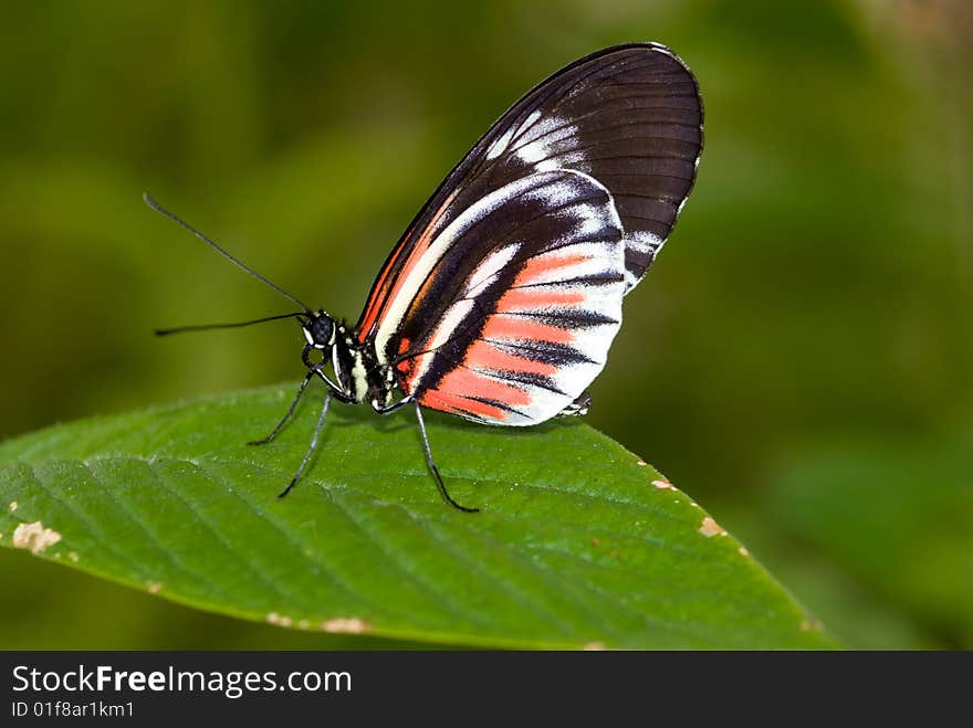 Piano Key Butterfly (Heliconius Melpomene).