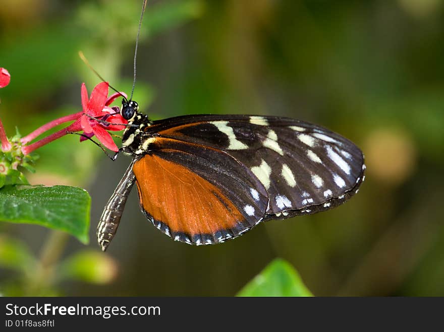 Closeup of a male Common Mechanitis Butterfly (Mechanitis isthmia) Butterfly Lightbox: