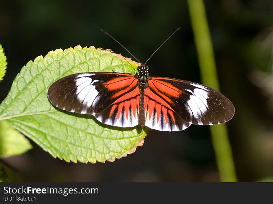 Piano Key butterfly (Heliconius melpomene).