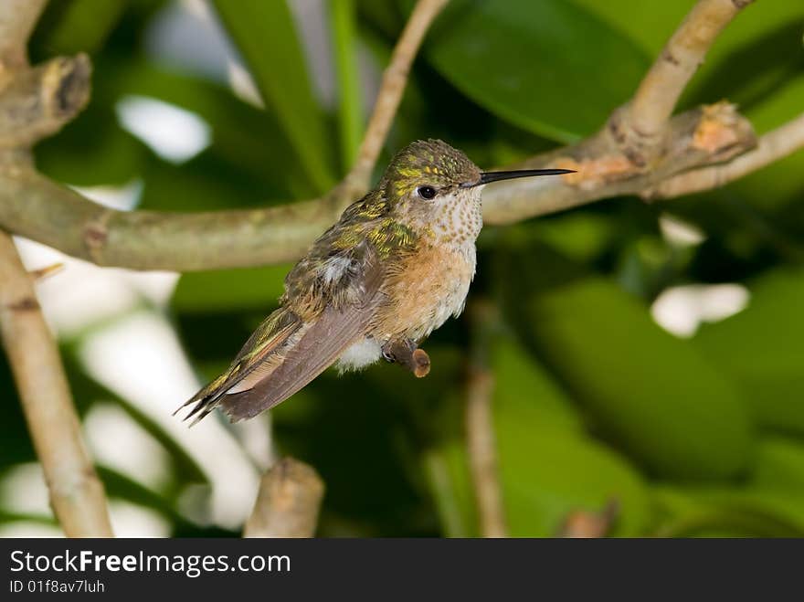 Hummingbird purched on branch in garden.